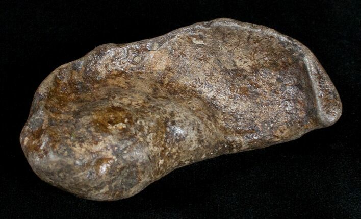 Fossil Cetacean (Whale) Ear Bone - Miocene #3493